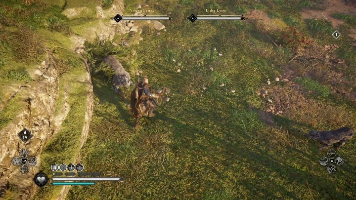 The two lynxes are quite easy opponents - Assassins Creed Valhalla: Legendary Animal - Hamtunscire secrets, locations - Hamtunscire - Assassins Creed Valhalla Guide and Walkthrough