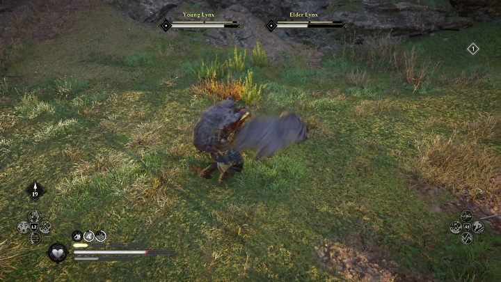 The animals are capable of attacking in a way that's hard to defend - Assassins Creed Valhalla: Legendary Animal - Hamtunscire secrets, locations - Hamtunscire - Assassins Creed Valhalla Guide and Walkthrough
