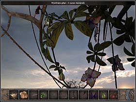 Go up the ladder (zoom) to the higher level, go to the left side of the tree and take z look (zoom) at the branch with two fruits - Walkthrough - Bimini Island - The trees crown - Bimini island - Chronicles of Mystery: The Tree of Life - Game Guide and Walkthrough