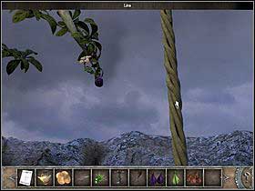 13 - Walkthrough - Bimini Island - The trees crown - Bimini island - Chronicles of Mystery: The Tree of Life - Game Guide and Walkthrough