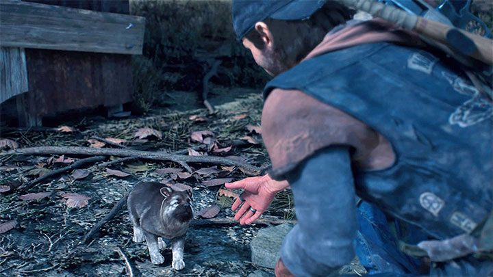 A cutscene will start, during which the pup will come out of its hiding and befriend Deacon - Days Gone: Can you pet the dog? - Exploration - Days Gone Guide