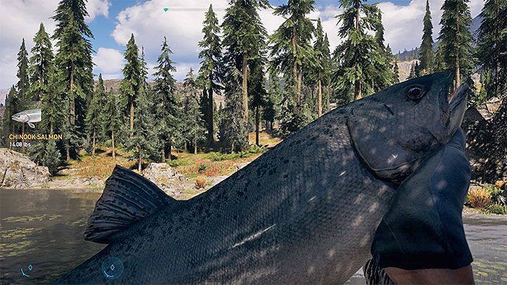You cant look for Cheeseburger right away - the first thing that you need to do is to catch a fish that will help you tame the bear - A Right to Bear Arms - Cheeseburger, a new companion in Whitetail Mountains - Whitetail Mountains - Far Cry 5 Game Guide