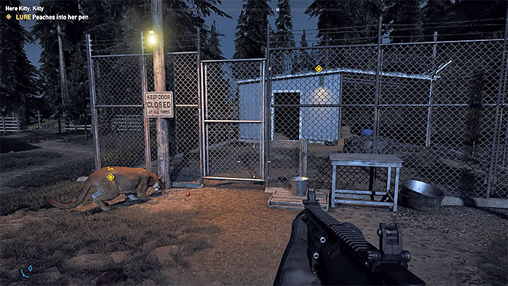 Placing a single delicacy on the ground will not solve the problem, because Peaches lose interest after consuming it will - Here Kitty, Kitty - Peaches companion in Hembane River - Henbane River - Far Cry 5 Game Guide