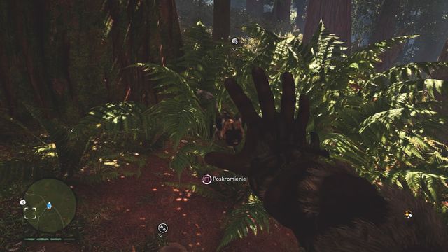 Once an animal takes interest in the bait, you can tame it easily simply by holding the button for long enough. - How to tame animals? - Questions and answers - Far Cry Primal - Game Guide and Walkthrough