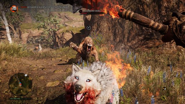 An attack from both sides should quickly deplete the wolfs health. - Snowblood Wolves - Beast Master Hunts - Far Cry Primal - Game Guide and Walkthrough