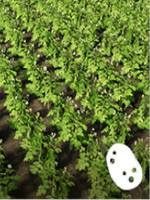 Requires: plow, special planter for potatoes, harvester with a header for potatoes, semi-trailers with high capacity - Farming Simulator 19: Root crops - potatoes, beetroots - Crops - Farming Simulator 19 Guide and Tips