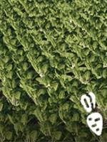 Requires: plow, any of the planters, harvester with a header for sugar beetroots, semi-trailers with high capacity - Farming Simulator 19: Root crops - potatoes, beetroots - Crops - Farming Simulator 19 Guide and Tips