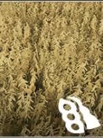 Requires: cultivator, seeder, harvester with a header for grain - Farming Simulator 19: Grain - Crops - Farming Simulator 19 Guide and Tips