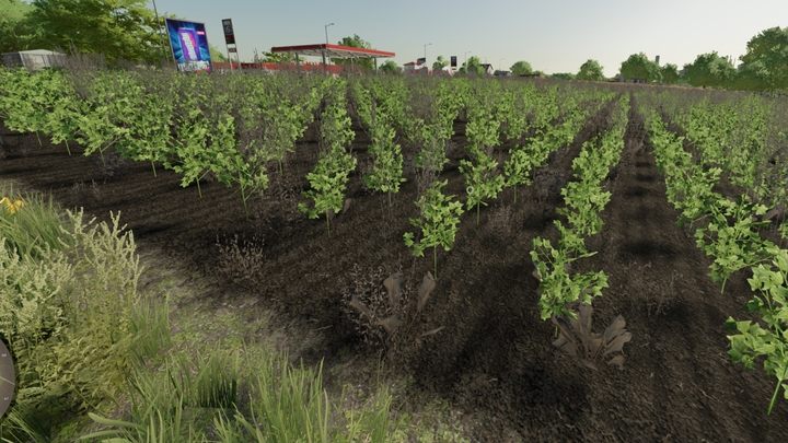 Weeds burned with the herbicide have a brown color and will not affect the harvest. - Farming Simulator 22: Weeds and weeding - Farming Simulator 22: Field work - Farming Simulator 22 Guide