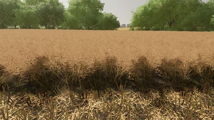 Canola is suitable for harvesting only when it looks withered - Farming Simulator 22: Canola and soybeans - Farming Simulator 22: Field work - plants - Farming Simulator 22 Guide