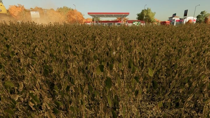 Soybeans are only suitable for sale - Farming Simulator 22: Canola and soybeans - Farming Simulator 22: Field work - plants - Farming Simulator 22 Guide