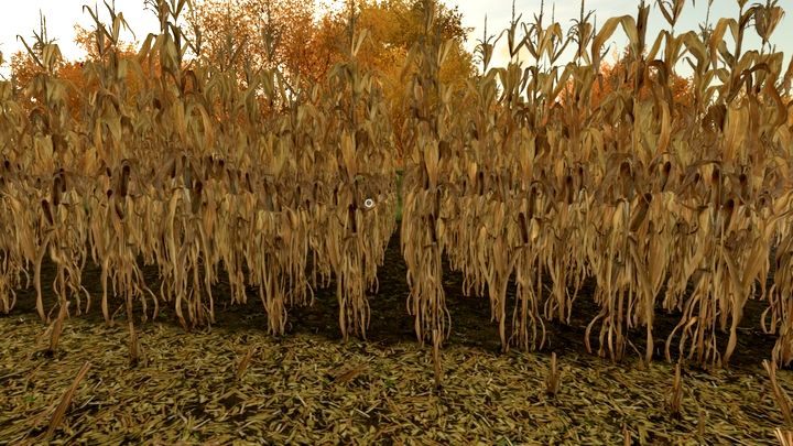 Corn is one of the root crops - Farming Simulator 22: Sunflower and corn - Farming Simulator 22: Field work - plants - Farming Simulator 22 Guide