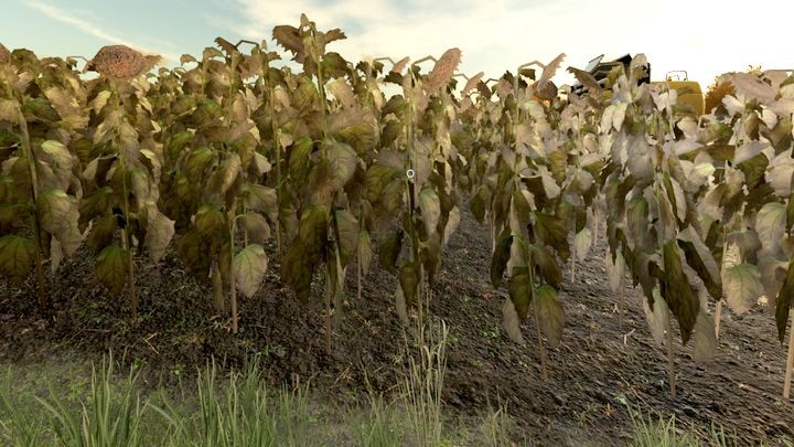 Sunflower is one of the root crops - Farming Simulator 22: Sunflower and corn - Farming Simulator 22: Field work - plants - Farming Simulator 22 Guide