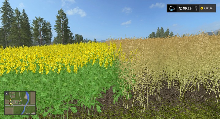 The rape field on the right is ready for harvesting - Grains, Seeds, and Hay - Information on crops - Farming Simulator 17 Game Guide