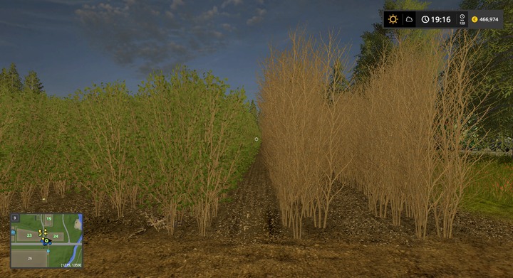 Only dried-out plants (on the right) are viable for cutting down - Planting Trees and Poplars - Forestry basics - Farming Simulator 17 Game Guide