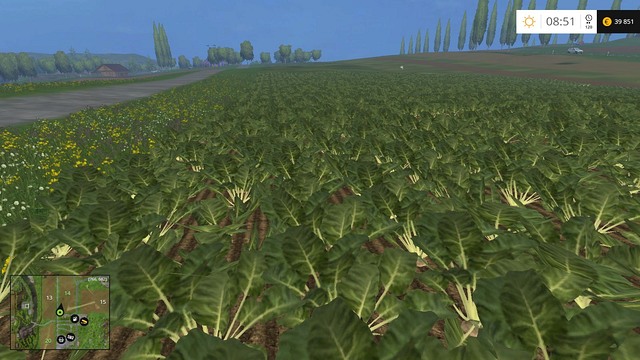 Sugar beets ready to be harvested. Time to get rid of the leaves. - Sugar beets and potatoes - Plants - Farming Simulator 15 Game Guide