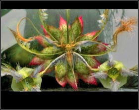 Rafflesia - Feywood | Part III - Part III - Final Fantasy XII Game Guide