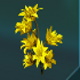 Canola Multidoigt Flower - Forever Skies: All plants - Resources - Forever Skies Guide
