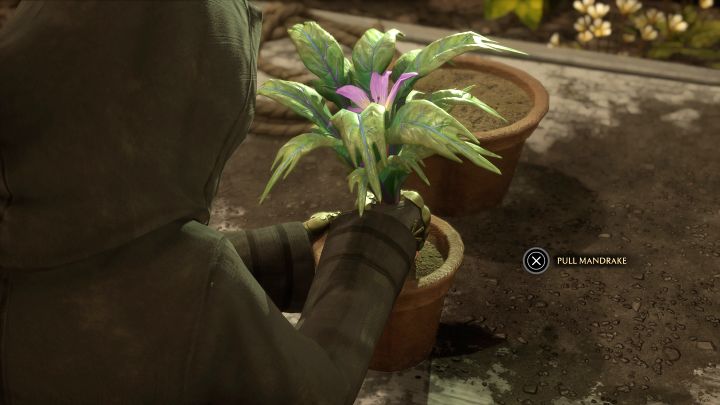 You must visit the Greenhouses in The Library Annex wing - Hogwarts Legacy: Herbology Class - Hogwarts Legacy: Main quests - Hogwarts Legacy Guide