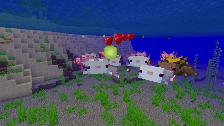 Axolotl can be grabbed into a bucket and defrosted with buckets of tropical fish - Minecraft Caves & Cliffs: Axolotl - occurrence, usage - Mobs - Minecraft Guide