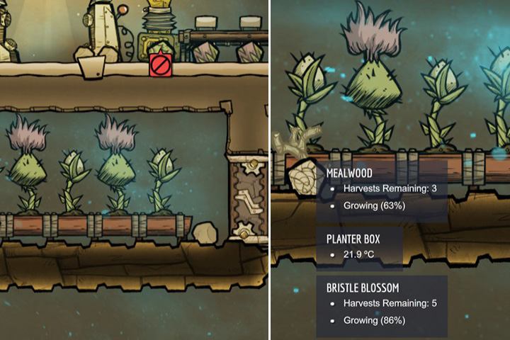iBristle Blossom/i grows slower, but its healthier, has more calories, and can be harvested more often than iMealwood/i during its growth cycle. - How to start? | Oxygen Not Included - The Beginning - Oxygen Not Included Game Guide