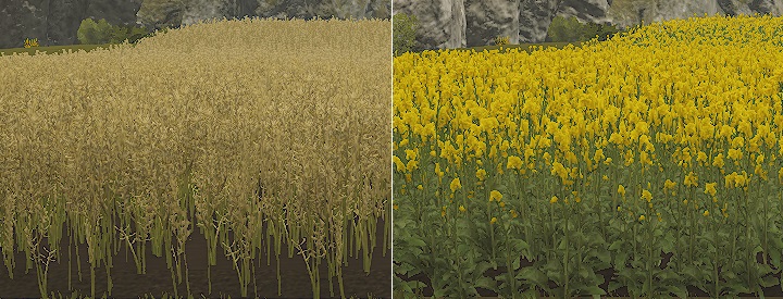 The harvest takes place when you see the typical darker straw color in the flowering field instead of fresh yellow - Germany DLC in Pure Farming 2018 - Basic tips - Pure Farming 2018 Game Guide