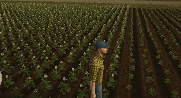 This picture shows potatoes in the 1st and the 2nd stage of growth. You can harvest them in the 3rd stage when they look like a withered plant. - Field crops in Pure Farming 2018 - Farm work and investments - Pure Farming 2018 Game Guide