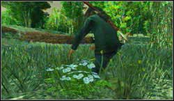 Target: Collect 6x Wild Feverfew, search for them near Hennigans Stead and Cholla Springs - Challenges - Survivalist - Challenges - Red Dead Redemption - Game Guide and Walkthrough