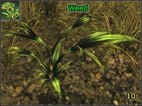 Rhobart (M3 - Chapter 1 - Bandit Camp Quests - Part 1 - Chapter 1 - Risen - Game Guide and Walkthrough