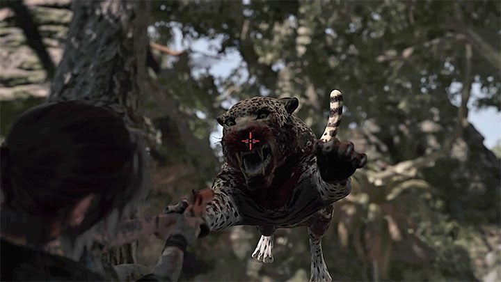 Immediately after the barricade is lifted, a fight with the jaguar that survived the previous battle will suddenly begin - Solving the bridge riddle and fighting jaguar in Peruvian Jungle - Rough Landing - Peruvian Jungle - Shadow of the Tomb Raider Game Guide