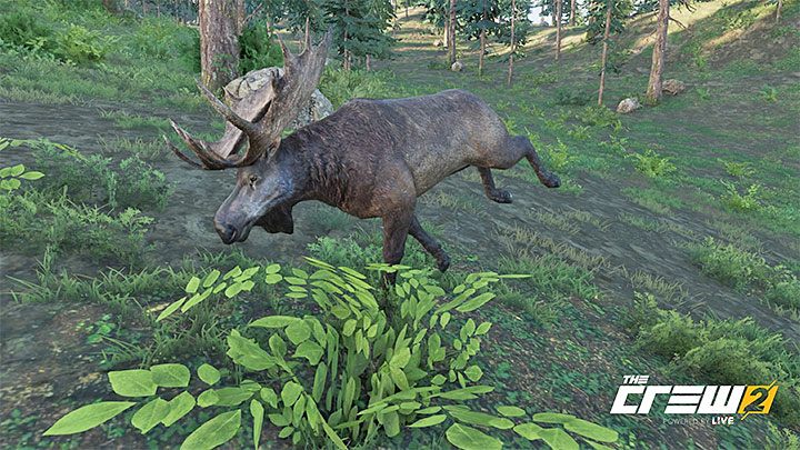Description: Moose are seen by the Natives as a symbol of self-esteem and masculine energy - The Crew 2: Album - Off-Roadin - The Crew 2: Photo Ops - The Crew 2 Game Guide