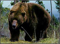 BEAR - Enemies | Walkthrough - Lost Islands - Tomb Raider: Anniversary Game Guide & Walkthrough