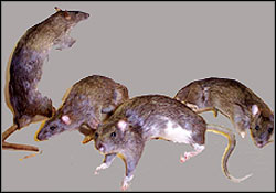 RAT - Enemies | Walkthrough - Lost Islands - Tomb Raider: Anniversary Game Guide & Walkthrough