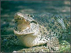 CROCODILE - Enemies | Walkthrough - Lost Islands - Tomb Raider: Anniversary Game Guide & Walkthrough