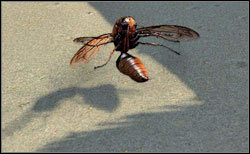 Blighted Vespine / Vespine queen - Animals | Bestiary - Bestiary - Two Worlds II Game Guide