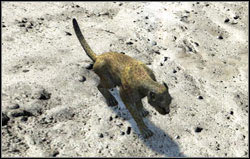 Cheetah - Animals | Bestiary - Bestiary - Two Worlds II Game Guide