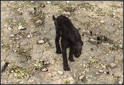 Panther - Animals | Bestiary - Bestiary - Two Worlds II Game Guide