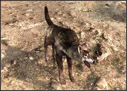 Wolf - Animals | Bestiary - Bestiary - Two Worlds II Game Guide