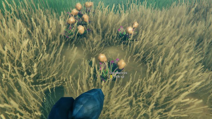 Cloudberries can be found in various locations in the Plains biome - Valheim: How to obtain Cloudberries? Where to look for them? - Raw materials - Valheim Guide